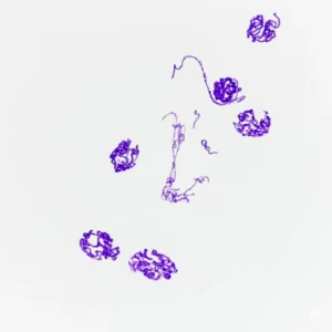 Drosophila Salivary Gland Polytene Chromosomes - Giant Genetics Prepared Microscope Slide