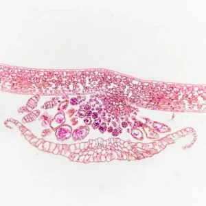 Fern Leaf Sorus C.S., Prepared Microscope Slides