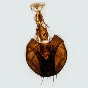 Housefly Mouthpart whole mount, Prepared Microscope Slides