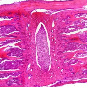 Mouse Tail L.S. showing Bone Marrow