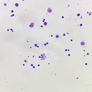 Mouse meiosis chromosome slide, Prepared Microscope Slide