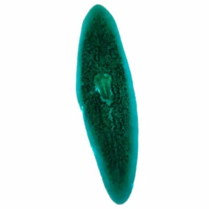 Planaria whole mount, Gastrovascular Cavity (Injected), Prepared Microscope Slide