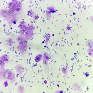 Toxoplasma gondii Tachyzoites