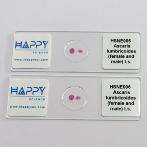 Ascaris lumbricoides microscope slide, Male and Female Ascaris T.S.