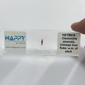 Clonorchis sinensis microscope slide