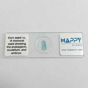 Corn Seed microscope slide