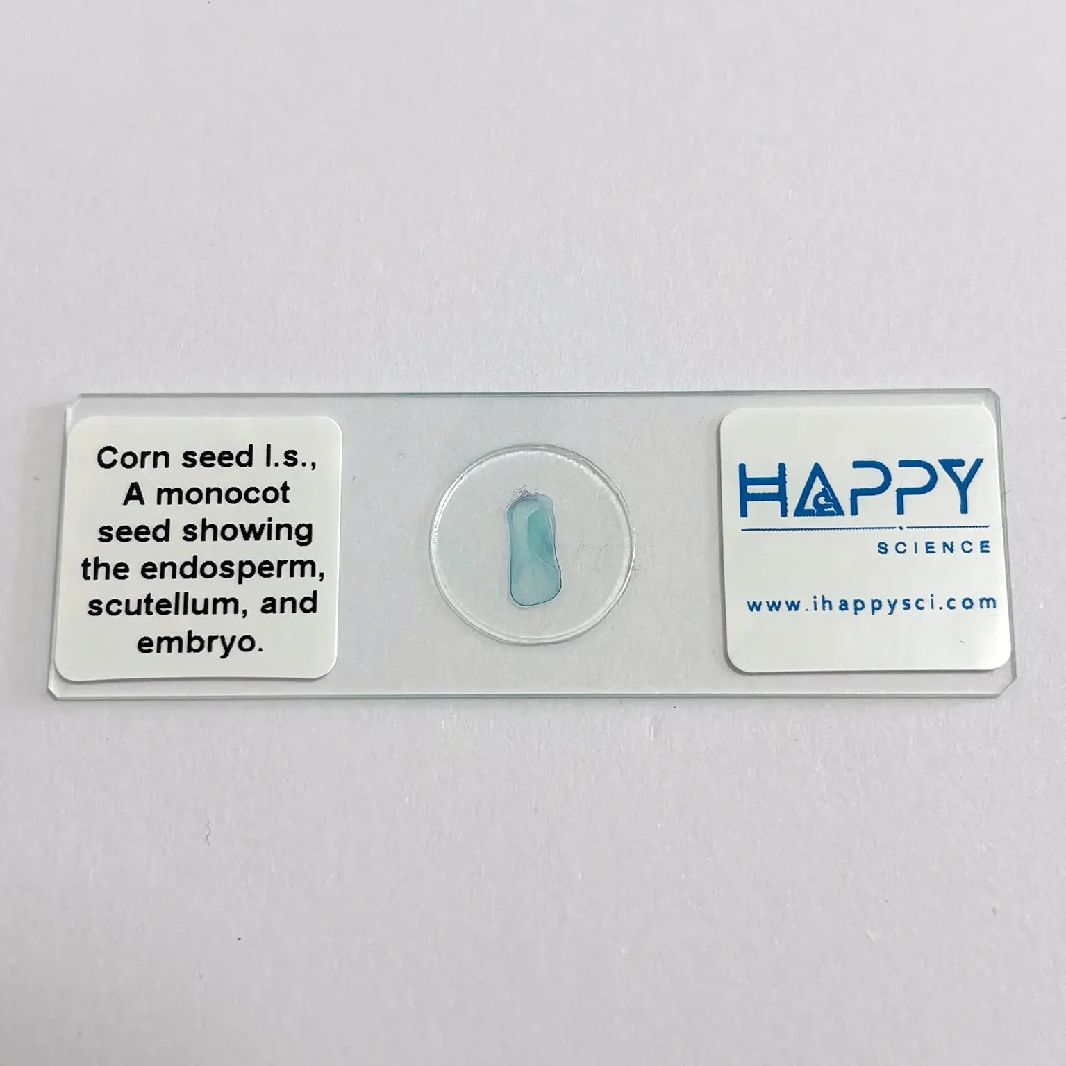 Corn Seed microscope slide