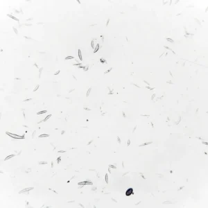 Diatom Microscope Slide