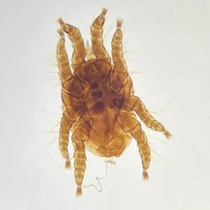 Dust mite microscope slide