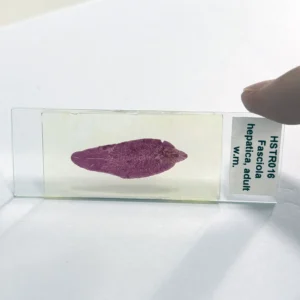 Fasciola hepatica microscope slide