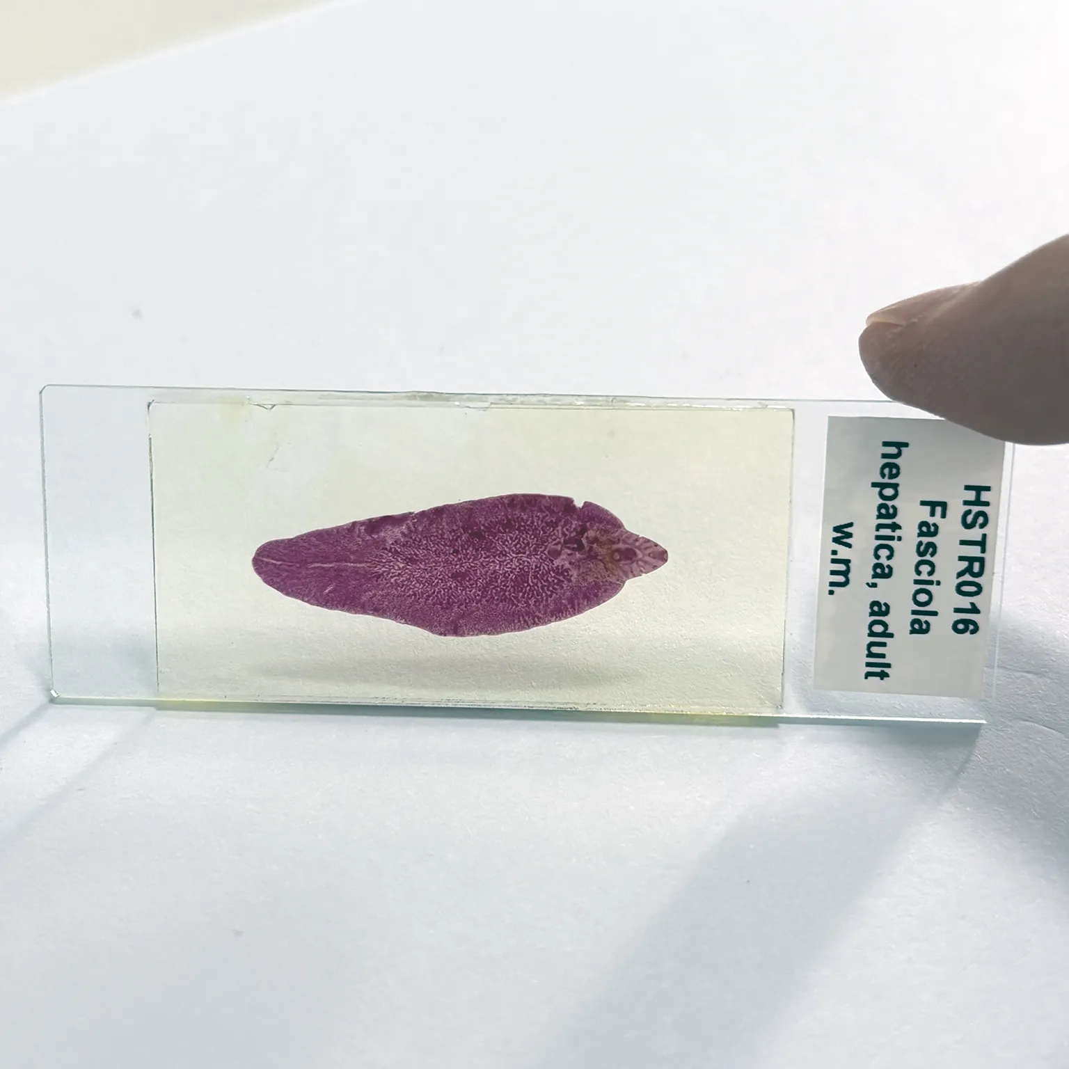 Fasciola hepatica microscope slide