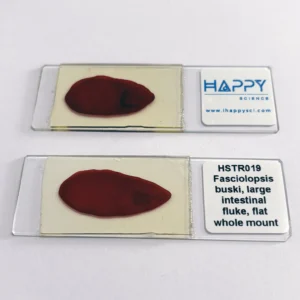 Fasciolopsis buski microscope slide