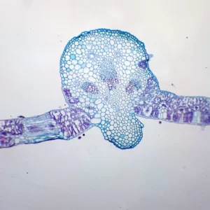 Helianthus leaf microscope slide