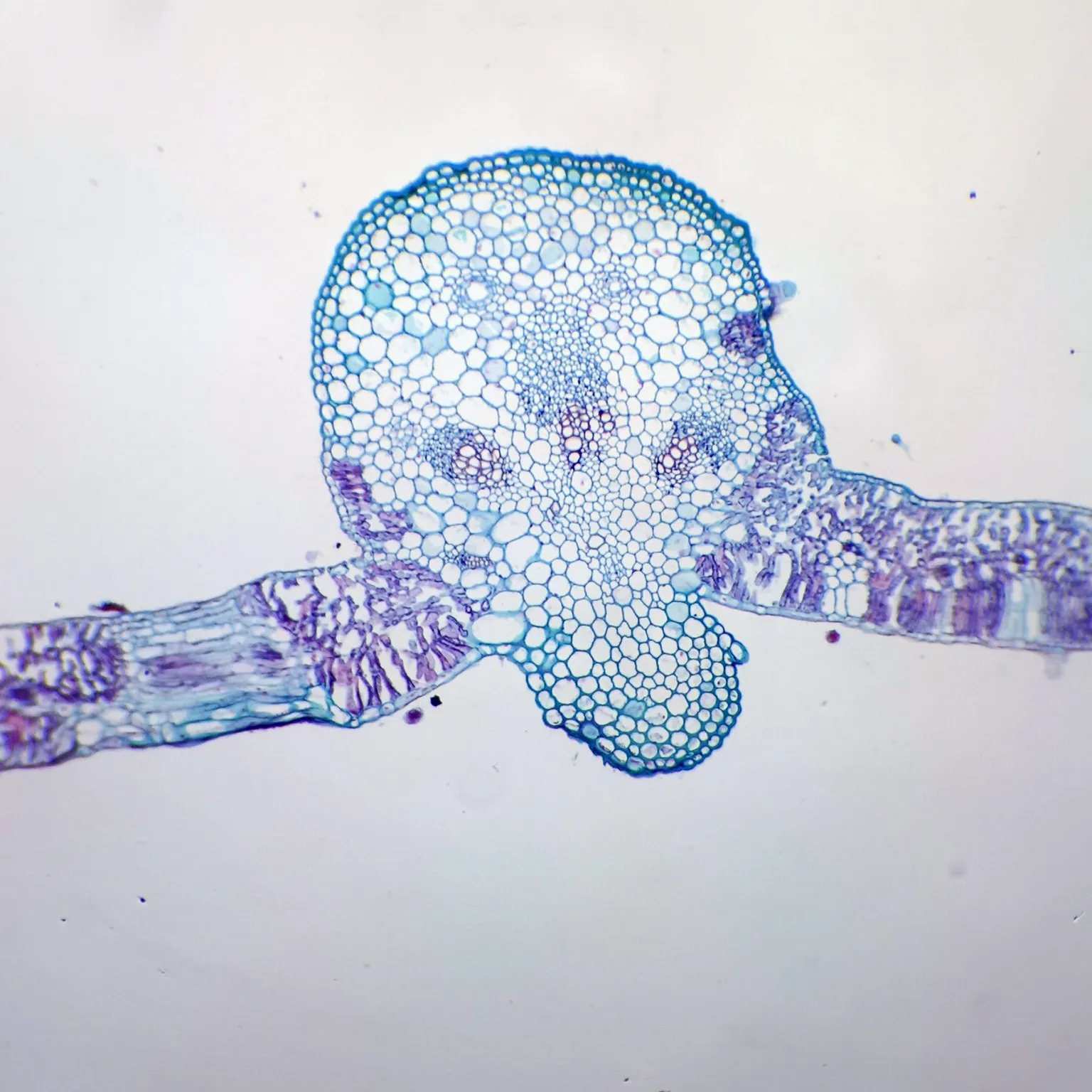 Helianthus leaf microscope slide
