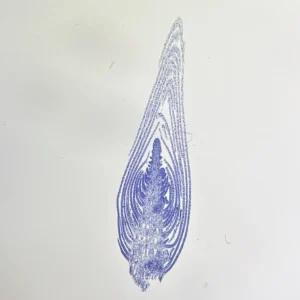 Hydrilla verticillata Apical Bud