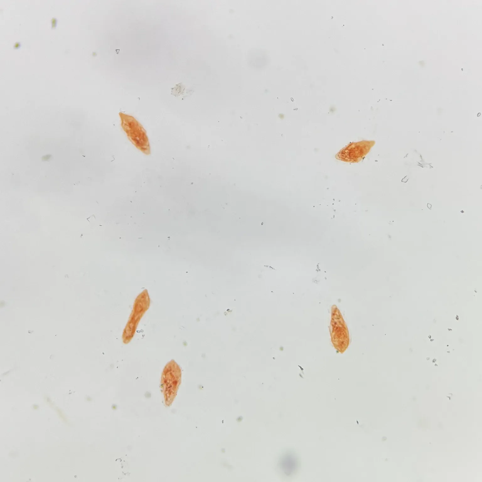 Schistosoma japonicum Miracidium Microscope Slides
