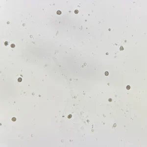 Taenia saginata Ova Microscope Slide
