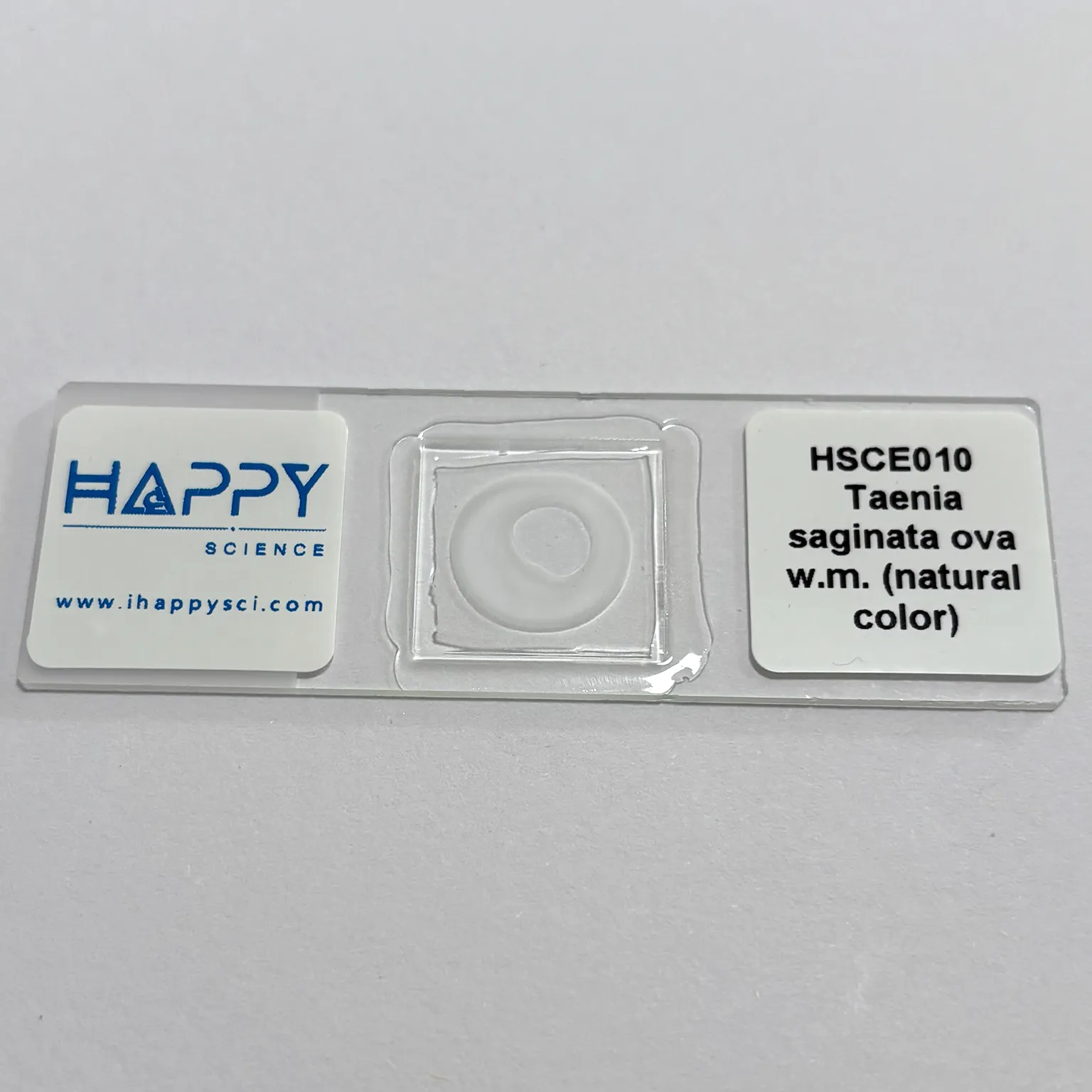 Taenia saginata Ova Microscope Slide, 100% Clarity of Cestode Diagnostic Stages - Image 2