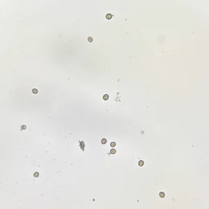 Taenia solium Ova Microscope Slide, 100% Essential Cestode Diagnostic Features