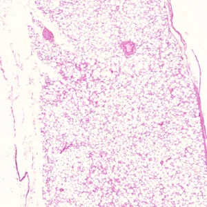 Adipose Tissue Prepared Microscope Slide