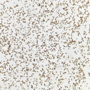 Alternaria prepared microscope slide