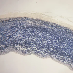 Artery Elastic Fiber Prepared Microscope Slide
