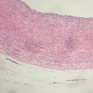 Artery Routine Stain Prepared Microscope Slide