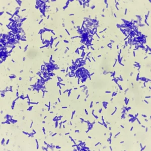 Bacillus subtilis smear, prepared microscope slide