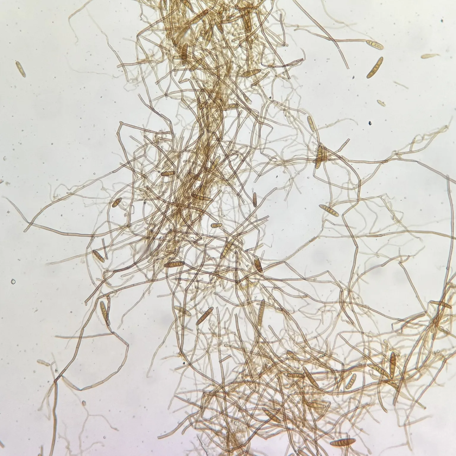 Bipolaris Helminthosporium
