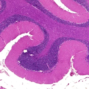 Cerebellum prepared microscope slide, 100% Neural Architecture Clarity