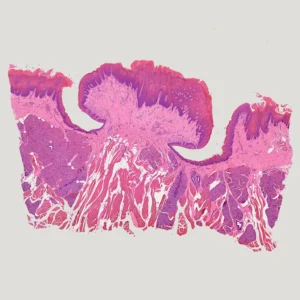 Circumvallate papilla microscope slide