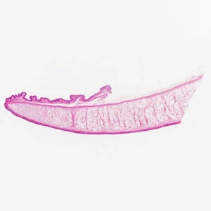 Epiglottic cartilage prepared microscope slide