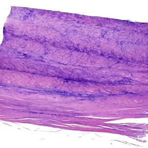 Fibrocartilage Prepared Microscope Slide