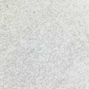 Fusarium oxysporum Prepared Microscope Slide