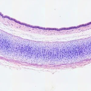 Hyaline cartilage prepared microscope slide