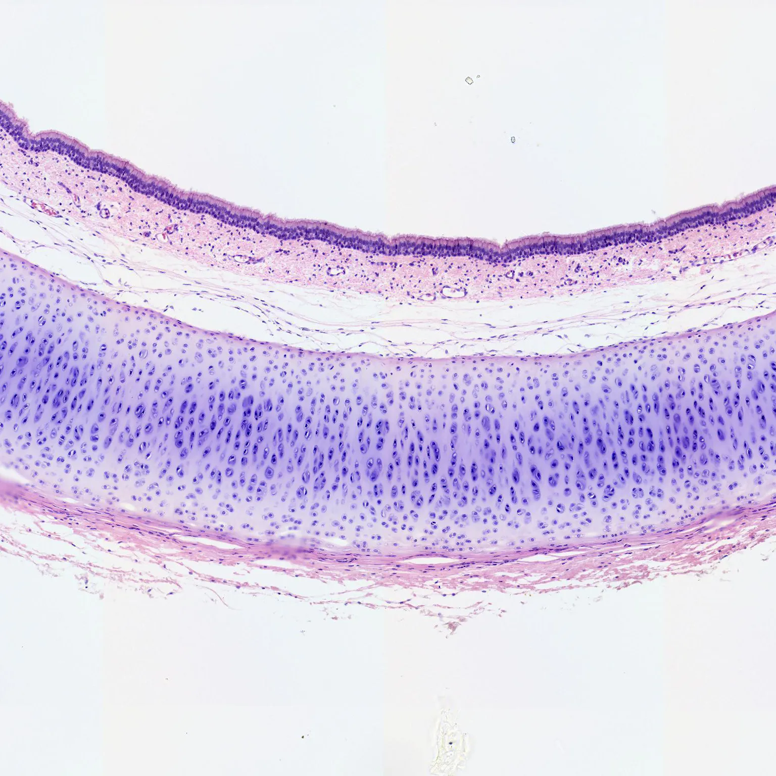 Hyaline cartilage prepared microscope slide