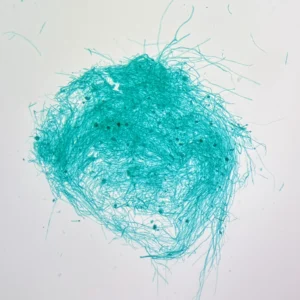 Mucor prepared microscope slide