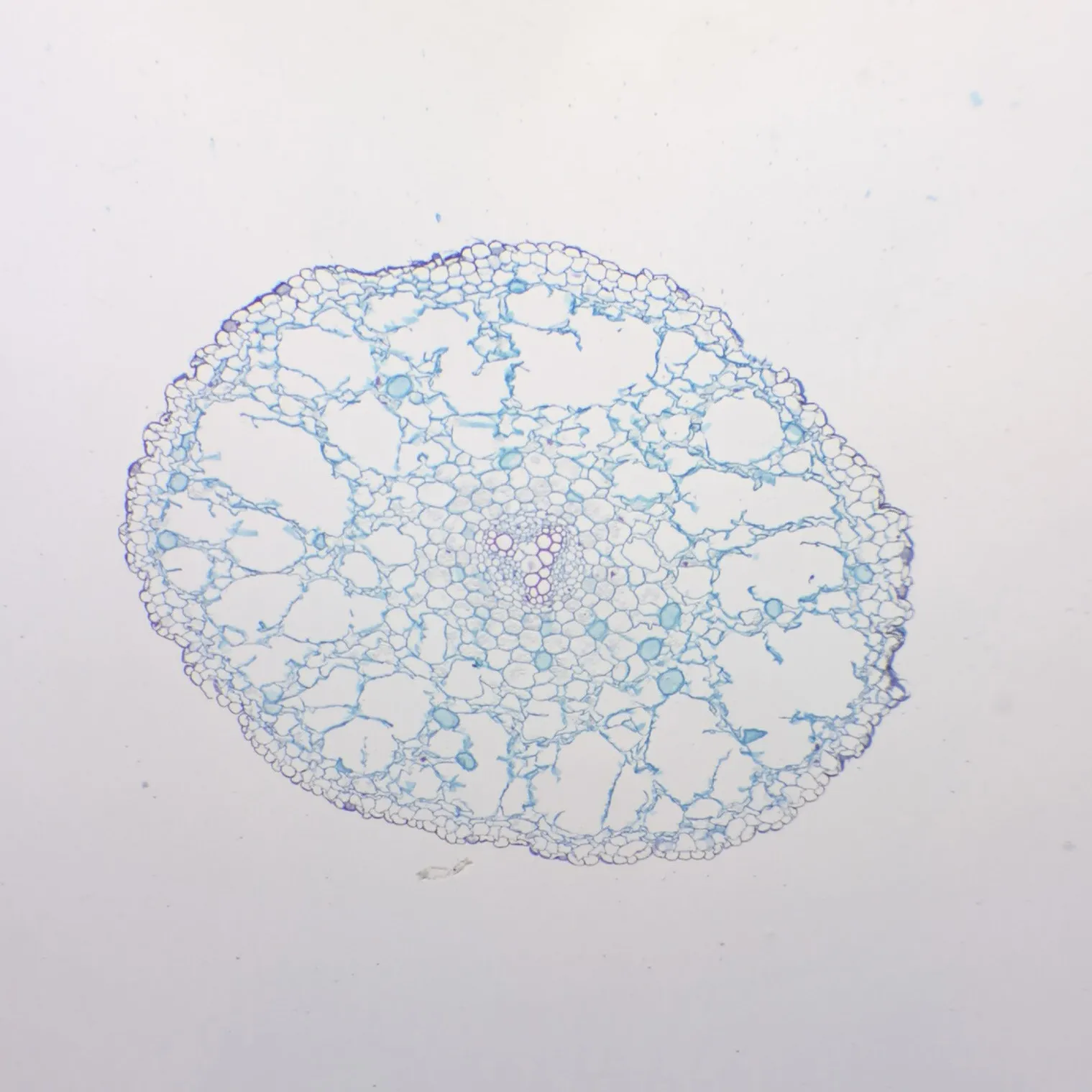 Skeletal Study Standard: Ranunculus Root, T.S. | 100% Dicot Vascular Architecture - Image 2