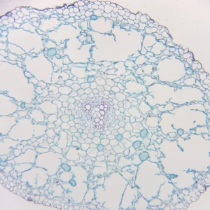 Ranunculus Root Prepared Microscope Slides