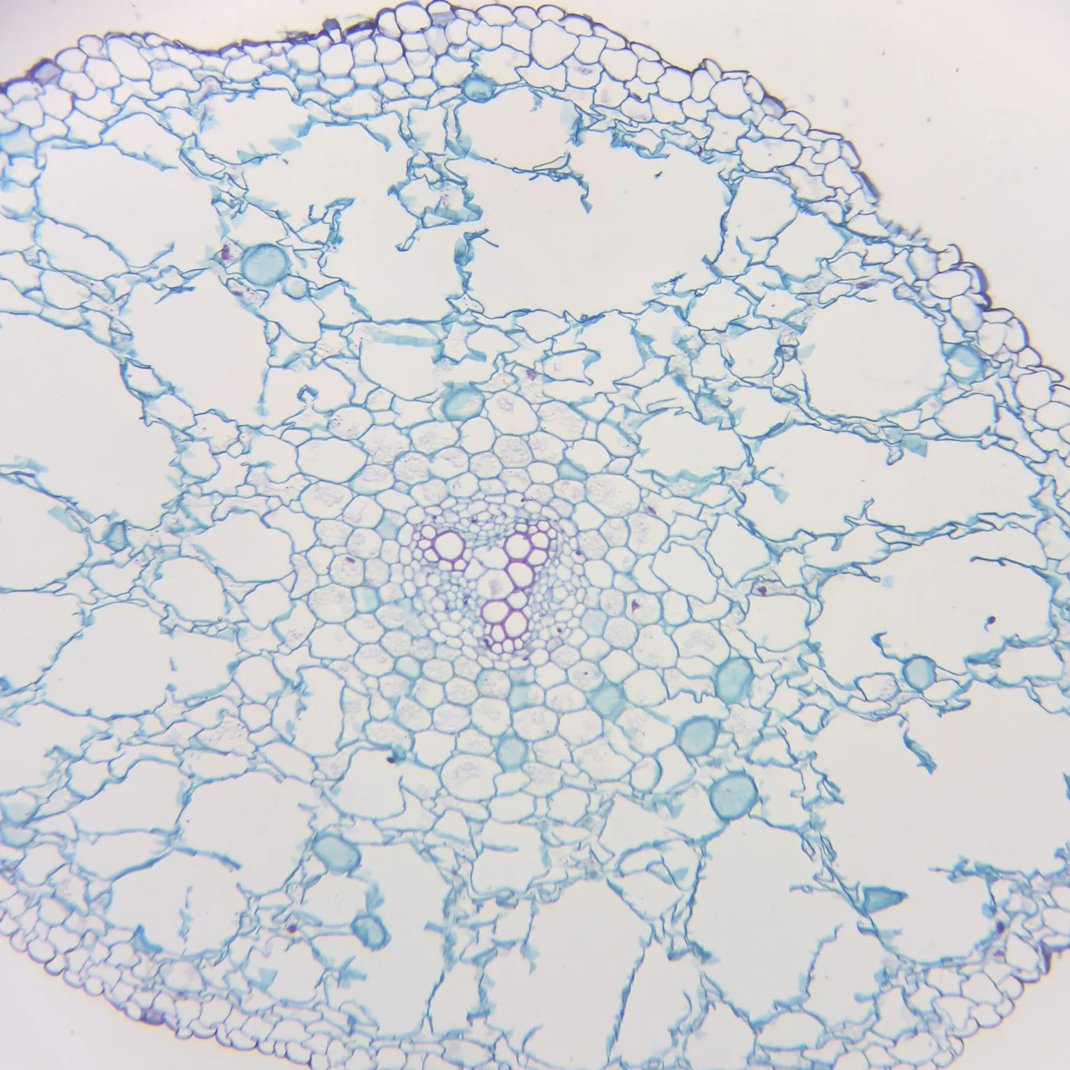 Ranunculus Root Prepared Microscope Slides
