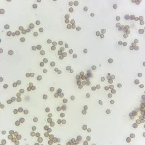 Ustilago maydis Plant Pathology Prepared Microscope Slides