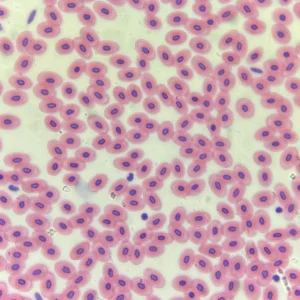 Frog Blood Smear