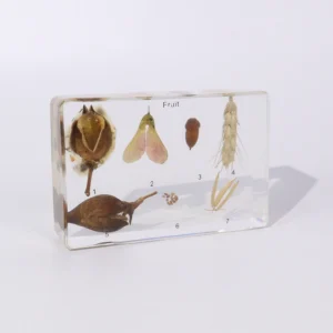 E2122 Resin Encased Fruit Collection