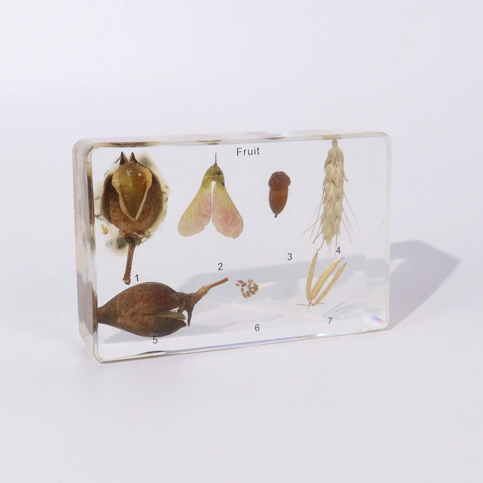 E2122 Resin Encased Fruit Collection
