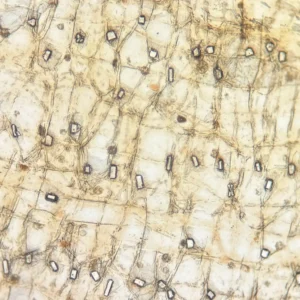 Dry Onion Epidermis w.m. Showing Calcium Oxalate Crystals