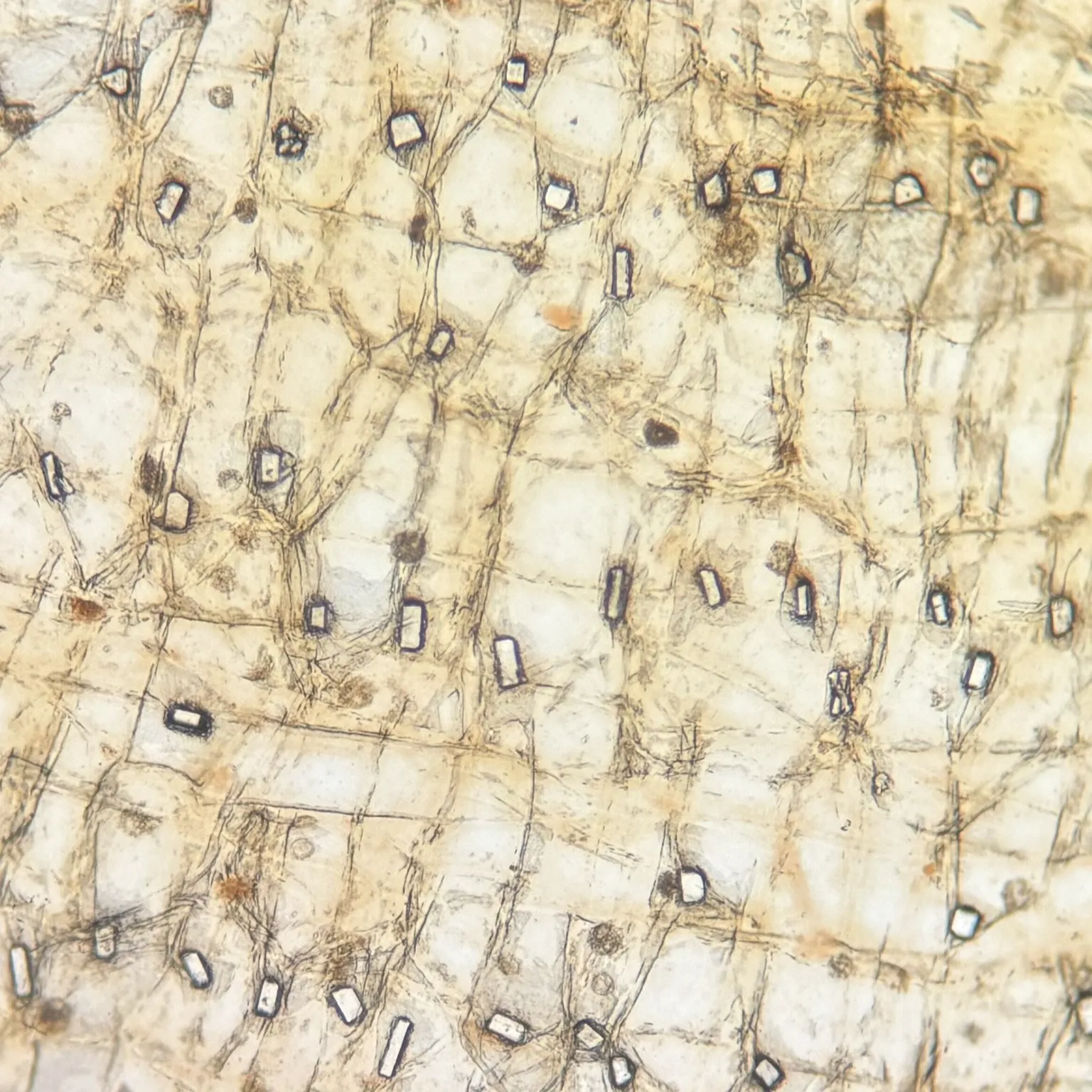 Dry Onion Epidermis w.m. Showing Calcium Oxalate Crystals
