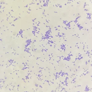 Lactobacillus Smear Prepared Slide