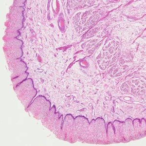 Lip Cross Section