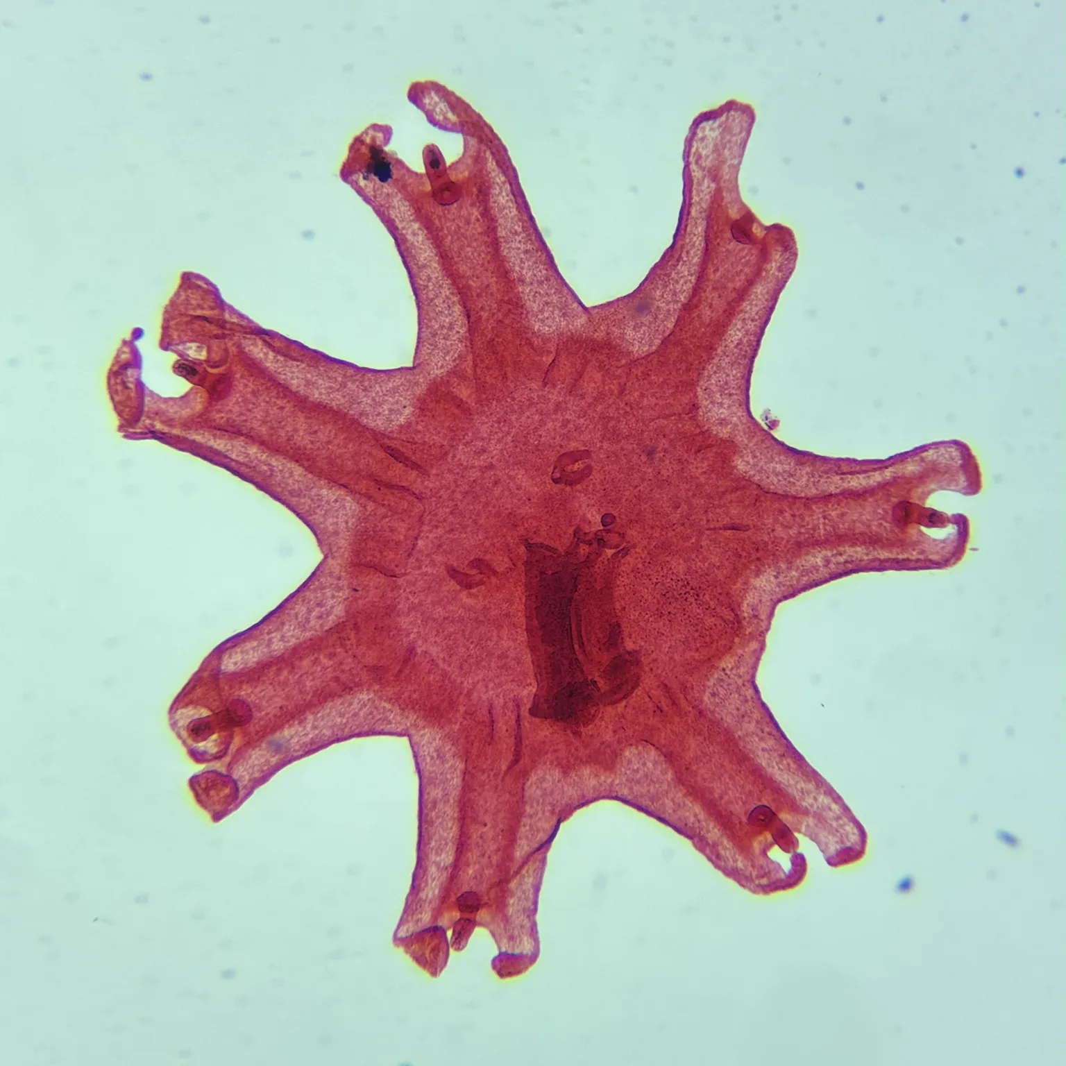 Aurelia Ephyra Larva Whole Mount