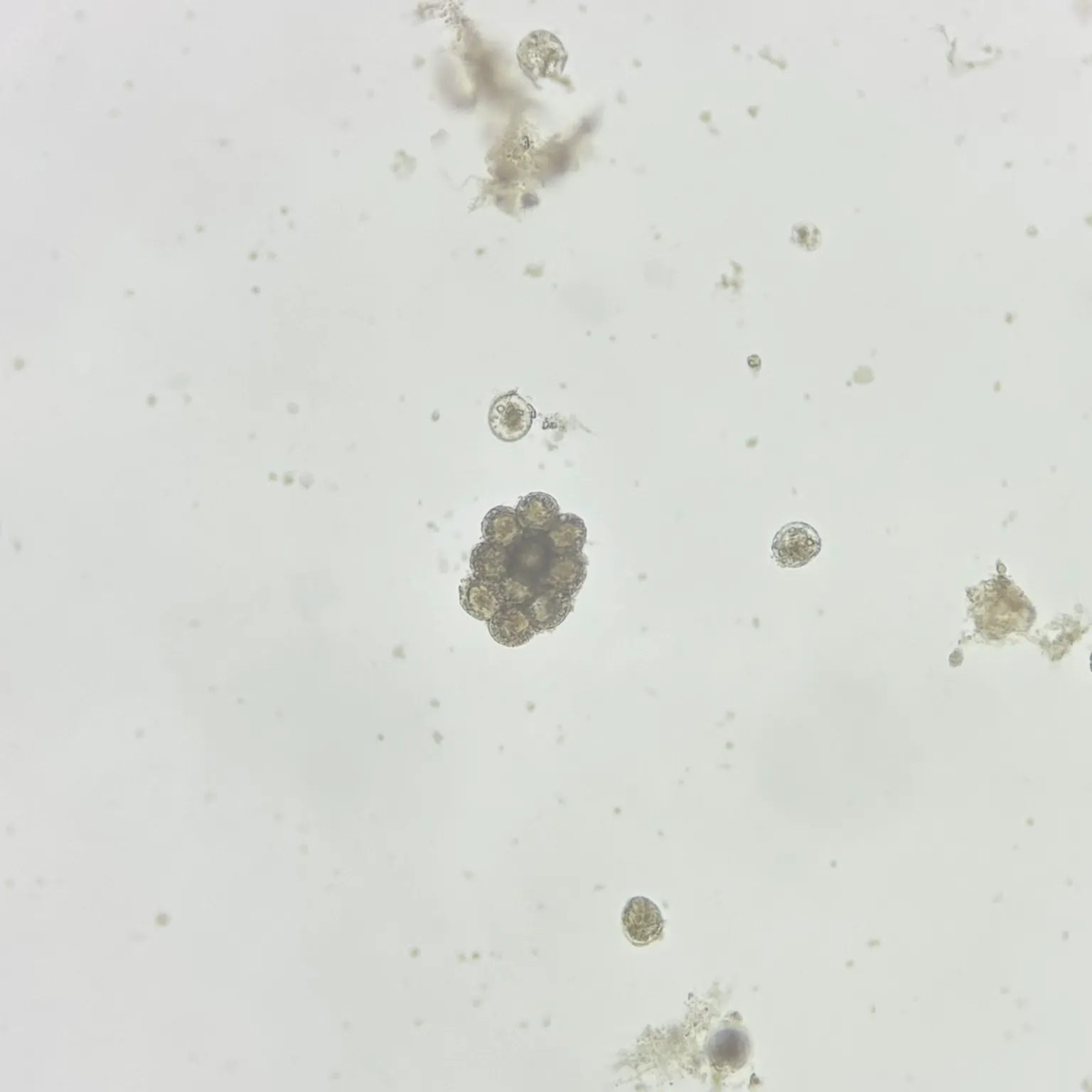 Dipylidium caninum ova